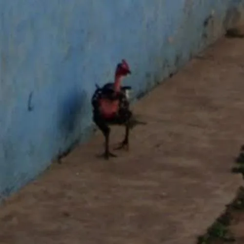 Descubre el Misterio de la Ruta del Pollo en el Casino de España in Spain