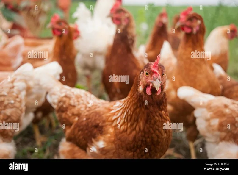 Overview of chicken road spielen