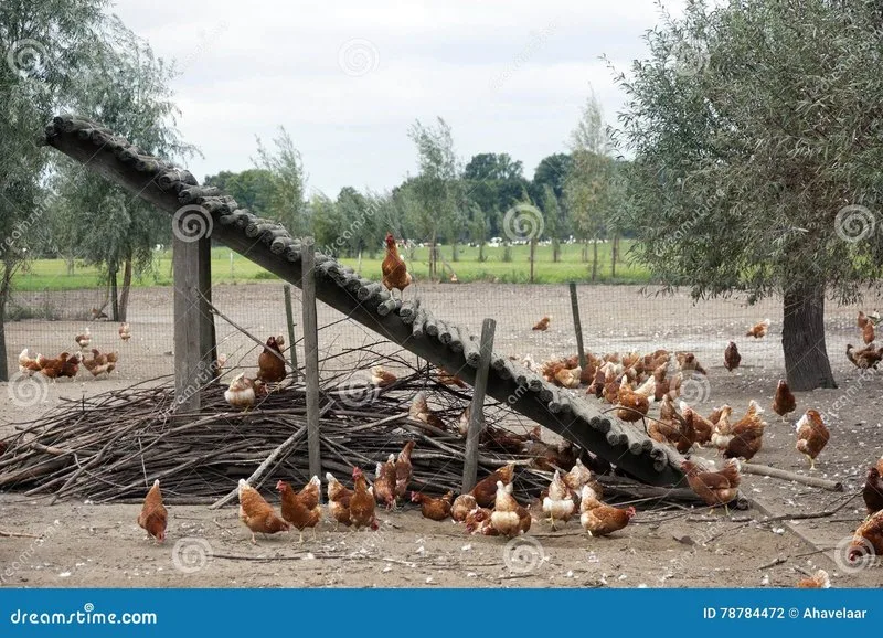 Discover chicken road